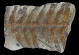Pecopteris Fern Fossil (Pos/Neg) - Mazon Creek #68417-1